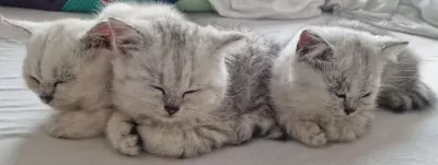 Brits Korthaar te koop verkopen ter apel Nederland - 5045