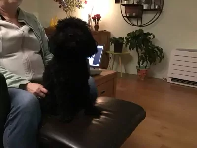 Cockapoo te koop verkopen Berkel en Rodenrijs Nederland - 5165