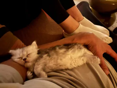 Nog 1 Brits Langhaar kitten te koop - afbeelding 5