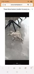 Te koop 2 katten vader en zoon - afbeelding 3