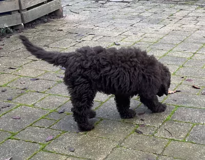 Labradoodle pup te koop - afbeelding 6