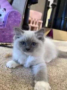 Ragdoll broertjes aangeboden - afbeelding 5