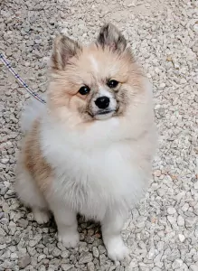 Keeshond te koop verkopen Geraardsbergen Belgie - 5027