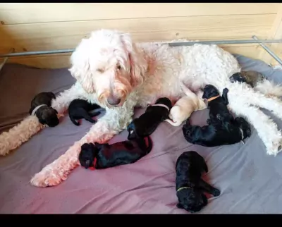 Labradoodle te koop verkopen Groningen Nederland - 5362