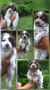 Lagotto Romagnolo