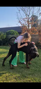 Lieve prachtige Dobermann reu te koop - afbeelding 5