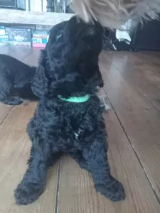 teef nestjes