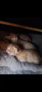 teef nestjes
