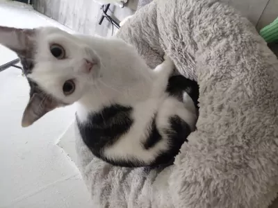 Een lieve poes genaamd Bella - afbeelding 4