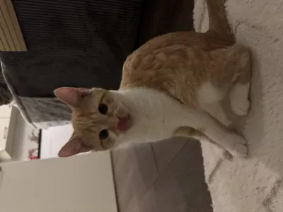 Rode kleine kitten, 13 weken oud - afbeelding 3