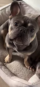 Aanhankelijke Franse bulldog reu van 1,5 jaar - afbeelding 5