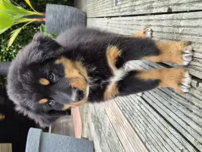 Berner Sennenhond te koop verkopen   - 5680