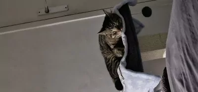 Chico - afbeelding 6