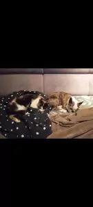 Lari - 4.5 jaar oud teefje - afbeelding 6