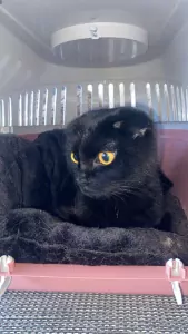 Scottish Fold te koop verkopen hoensbroek Nederland - 5767