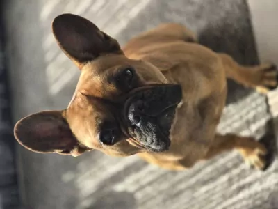 Franse Bulldog te koop verkopen Tiel Nederland - 5636