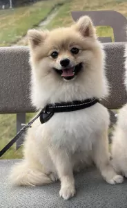 teef nestjes