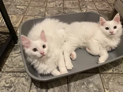 2 Maine Coon x Britse korthaar katerkittens samen thuis - afbeelding 2