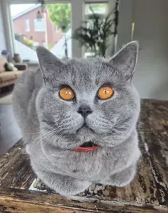 teef nestjes
