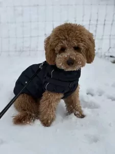 Poedel (abrikoos) - afbeelding 2