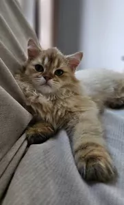 Raszuivere Brits kittens - afbeelding 2