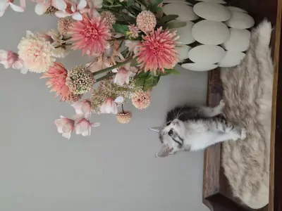 Super schattige kittens - afbeelding 3