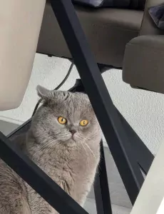 Te koop 2 katten vader en zoon - afbeelding 2