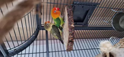 Dwergpapegaai te koop verkopen Gouda Nederland - 5220