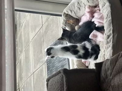 Kittens zoeken een nieuw, warm en liefdevol huisje. - afbeelding 3