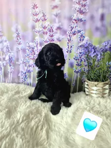 Labradoodle te koop verkopen Weert Nederland - 5363