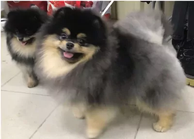 Exclusieve blue merle pomeranian teefje – Mini, lief & uniek - afbeelding 4