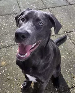 Onze mack zoekt een gouden mandje - afbeelding 2