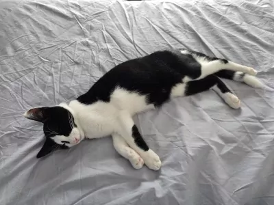 Jonge Kat Zoekt Leuke Baasje - afbeelding 4