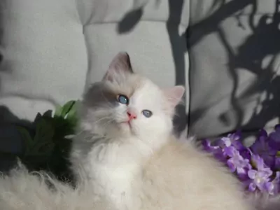 Ragdoll te koop verkopen BERGEN OP ZOOM Nederland - 5529
