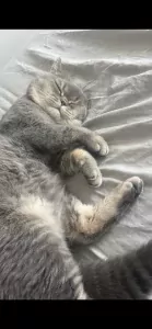 Teddy🥰 - afbeelding 5