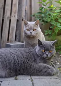 Brits Korthaar te koop verkopen Krabbendijke Nederland - 5300