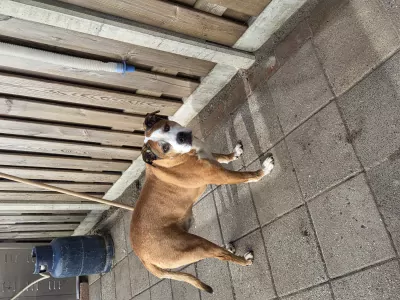 Stafford mix (reu) en bully (teefje) - afbeelding 4