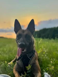 Mechelse herder te koop verkopen Pulle Belgie - 5014