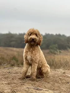Goldendoodle Lexie zoekt zijn familie - afbeelding 3