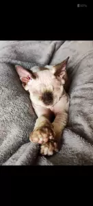 Sphynx te koop verkopen Rozenburg Nederland - 5097