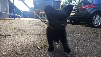 Chihuahua te koop verkopen Giethoorn Nederland - 4902