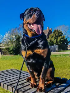 Rottweiler reu 1 jaar - afbeelding 6