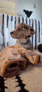 Puppy te koop - afbeelding 2