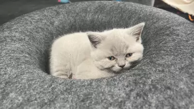 Brits korthaar kittens - afbeelding 5