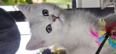 Brits korthaar Black silver shaded kitten (kater) - afbeelding 2