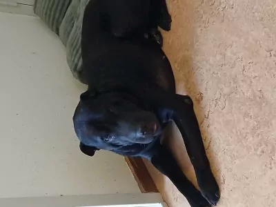 3 jaar Lucky - Reu Shar-pei - afbeelding 4