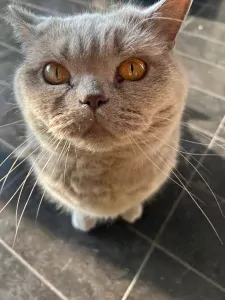 Knuffelige Bibi - afbeelding 5