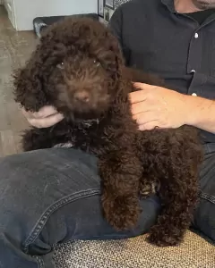 Labradoodle pup te koop - afbeelding 2