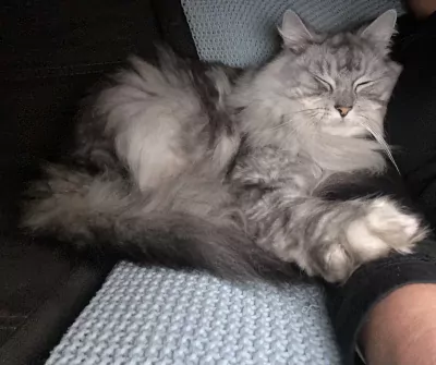 2 lieve gecastreerde katers - afbeelding 5