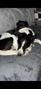 teef nestjes